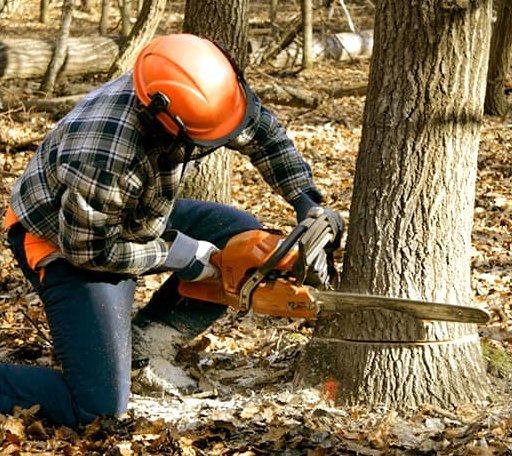 Arborist assessing tree health in New Hampshire